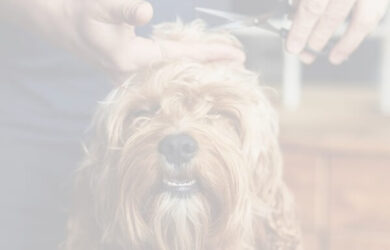 Simplify Pet Care